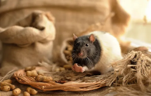 Picture rat, Mickey, Julia Shchinova