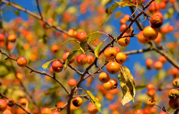 Picture the sky, leaves, macro, branches, apples