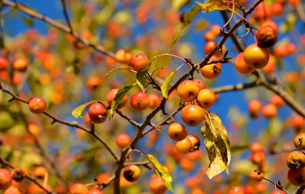 The sky, leaves, macro, branches, apples