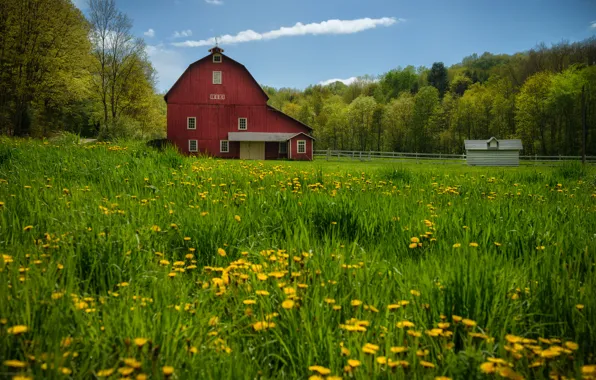 Picture trees, meadow, the barn, dandelions, PA, Pennsylvania, New Albany, New Albany