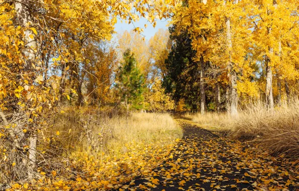 Autumn, nature, Park