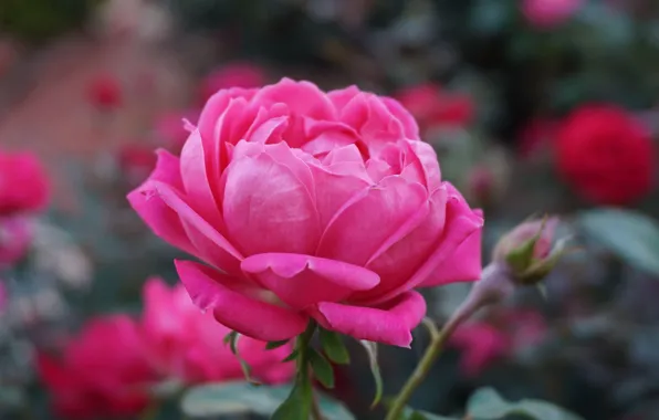 Pink, Flower, Rose, Petals, Bud