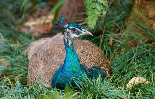 Grass, look, nature, bird, lies, peacock