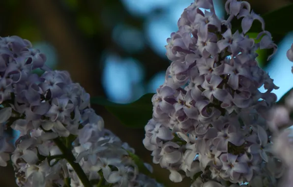 Flowers, branches, nature, spring, lilac