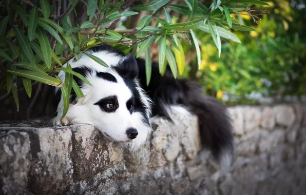 Look, each, dog, The border collie