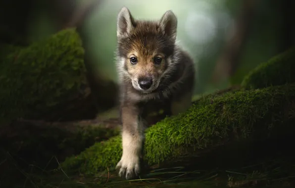 Picture look, paw, moss, puppy, face, The tamaskan dog