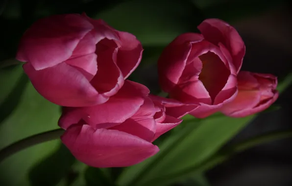 Flowers, background, tulips