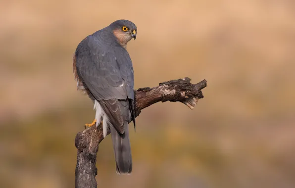 Background, bird, predator, branch, hawk, bokeh