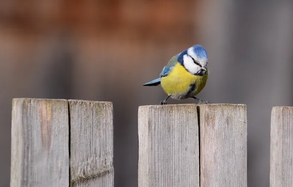 The fence, tit, blue tit