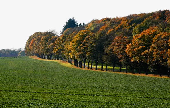 Road, field, the sky, trees, the forest, the beginning of autumn