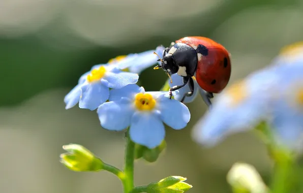 Summer, flowers, ladybug, beetle, forget-me-nots