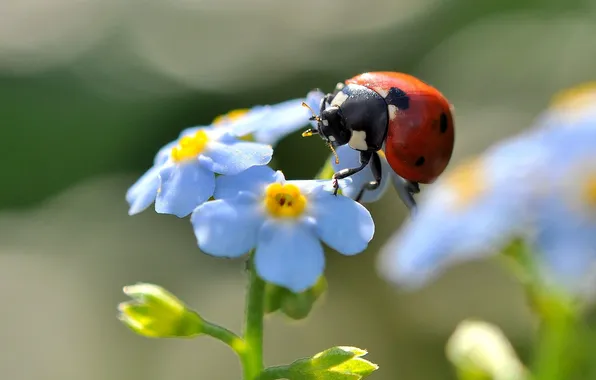 Picture flower, summer, ladybug, beetle, forget-me-not