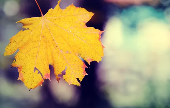 Autumn, sheet, yellow, drop, veins