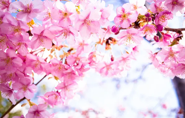 Flowers, background, beauty, spring, petals, Sakura, flowering
