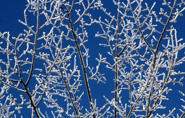 Picture winter, white, snow, branches, blue, frost