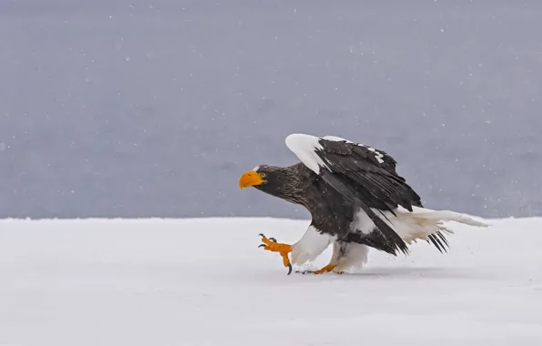 Wallpaper winter, snow, bird, predator, Steller's sea eagle for mobile ...