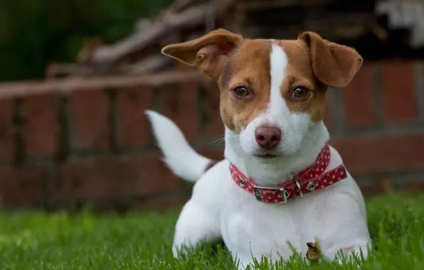 Grass, look, dog, puppy, collar, doggie, Jack Russell Terrier