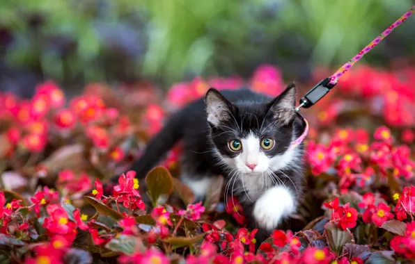 Cat, look, flowers, pose, kitty, black and white, garden, muzzle