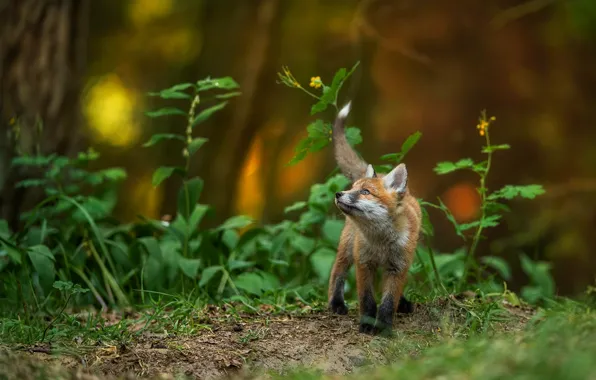Forest, look, glade, foliage, baby, Fox, looking up, Fox