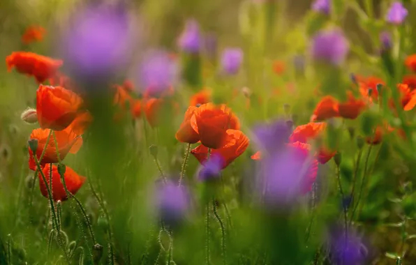 Flowers, Maki, meadow, red, lilac, bokeh