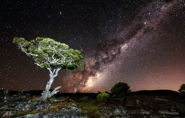 The sky, stars, light, night, tree, rocks