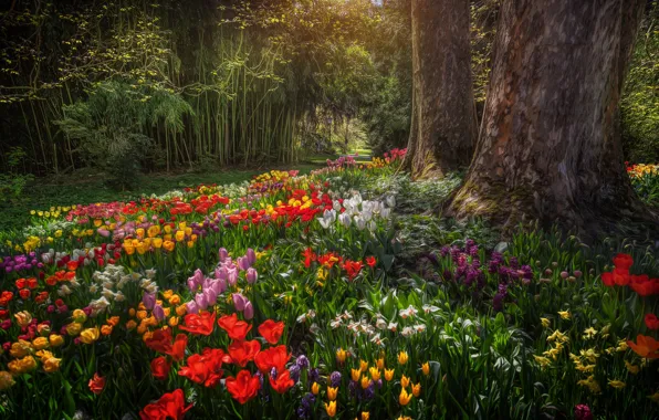 Picture trees, flowers, Park, Germany, tulips, Germany, daffodils, Baden-Württemberg