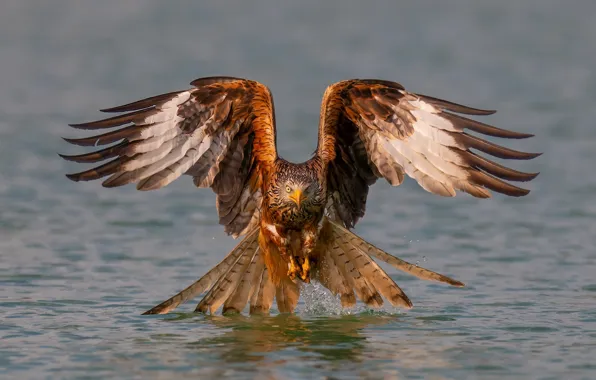 Picture nature, bird, eagle