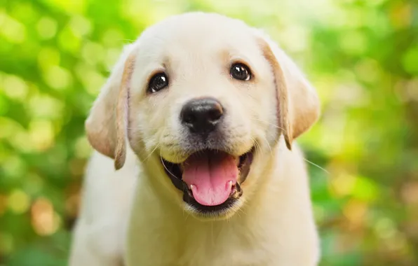 Picture greens, language, eyes, look, green, background, puppy, face