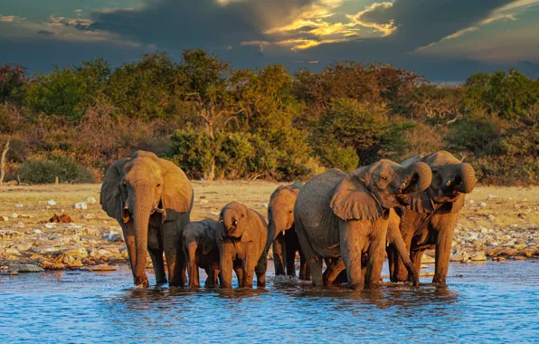 The sky, clouds, light, trees, clouds, nature, shore, elephant