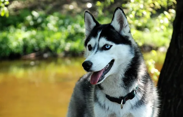 Language, grass, lake, dog, collar, husky, Laika