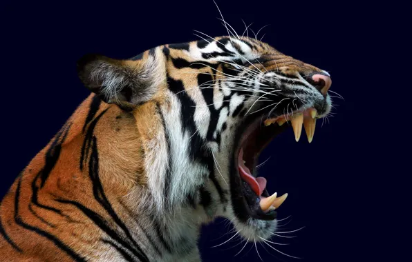 Picture Tiger, Mustache, Head, Fangs, Face, Predator, Black background, Wild cat