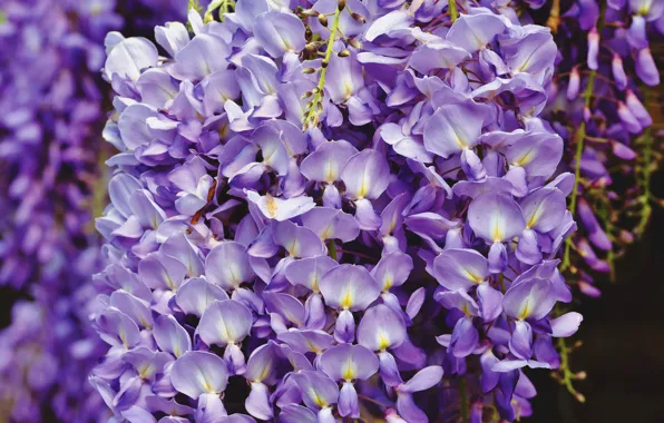 Flowers, branches, a lot, inflorescence, lilac, bokeh, Wisteria, Wisteria