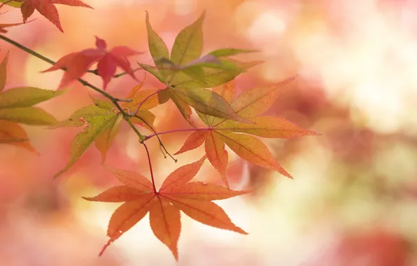 Autumn, leaves, macro, branch, maple