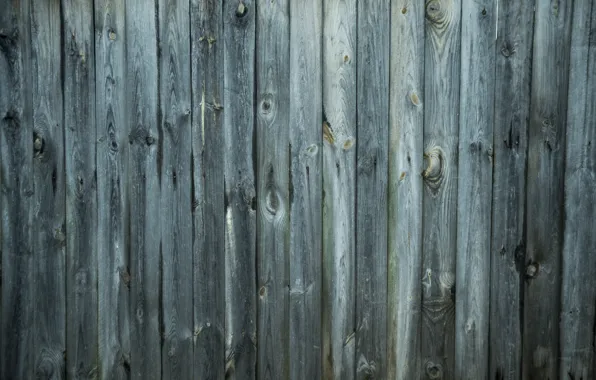 The fence, bitches, wood, beryuza, Board.texture