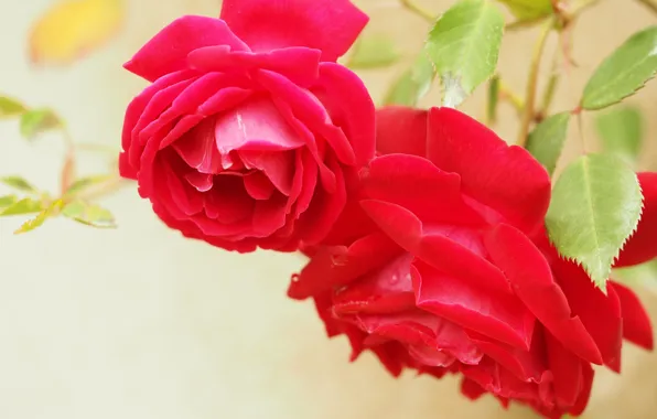 Macro, roses, petals, two roses, red roses