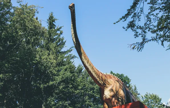 Picture dinosaur, neck, dinosaur, Diplodocus