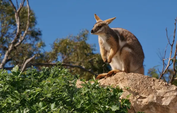 Leaves, stone, kangaroo