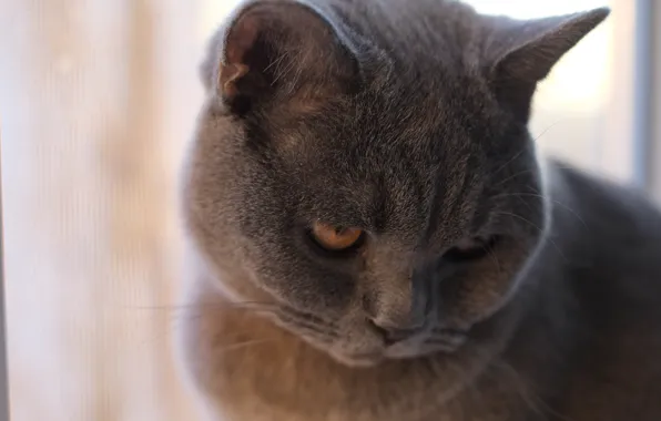 Kitty, British cat, blue cat