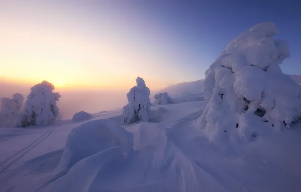 Picture winter, snow, trees, landscape, nature, morning, ate, the snow