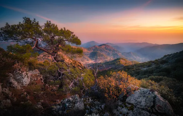 Picture landscape, mountains, nature, fog, tree, rocks, morning, pine