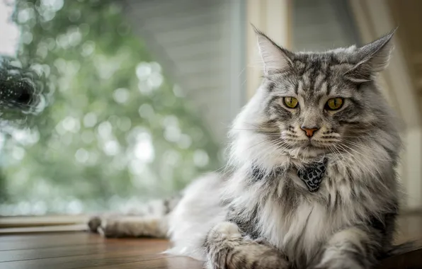 Cat, cat, look, pose, grey, fluffy, window, lies