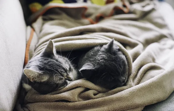 Animals, cat, cats, wool, sleep