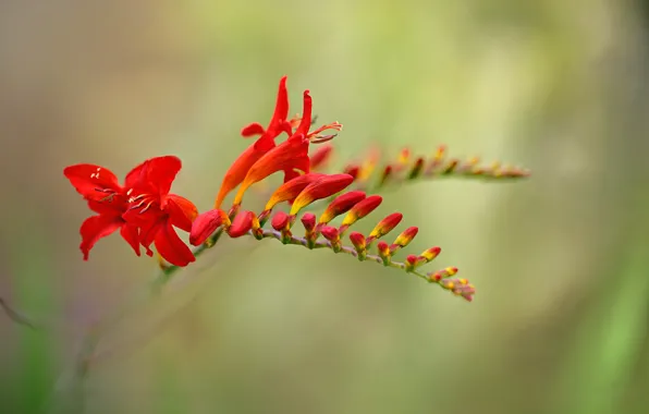 Picture macro, nature, inflorescence, CROCOSMIA