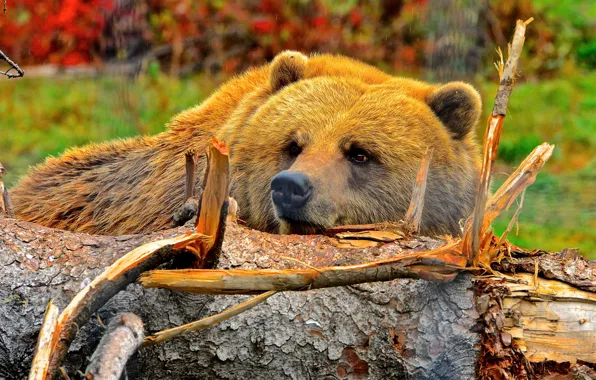 Picture autumn, look, face, close-up, nature, pose, portrait, bear