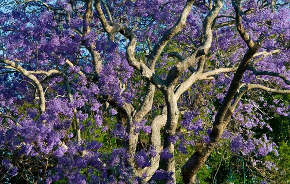 Picture Australia, Brisbane, New Farm Park, jacaranda mimosoideae