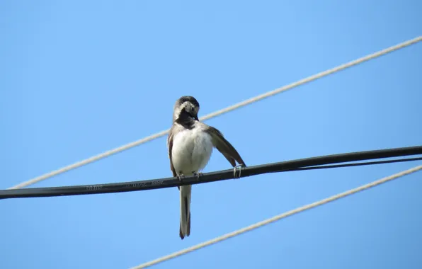 The sky, bird, wire