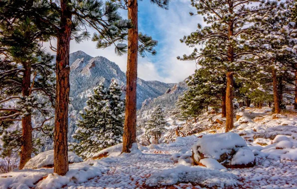 Winter, snow, trees, mountains, Colorado, pine, Colorado, Rocky mountains
