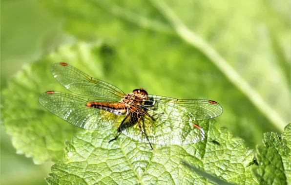 Macro, nature, dragonfly