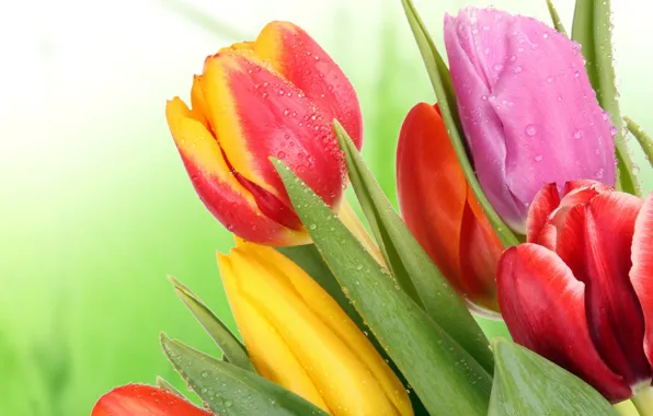 Picture leaves, flowers, bright, beauty, bouquet, petals, tulips, red