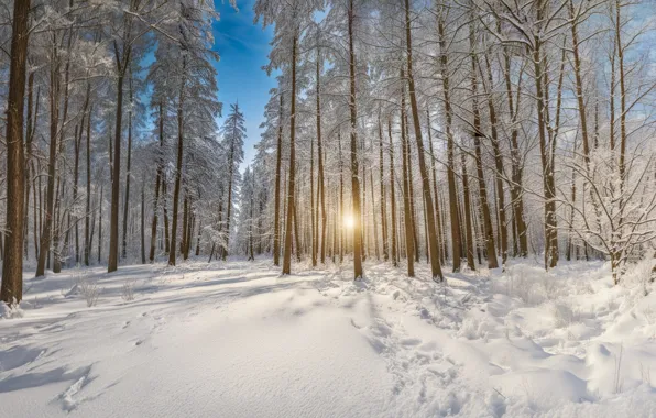 Winter, forest, the sun, snow, trees, landscape, nature, morning